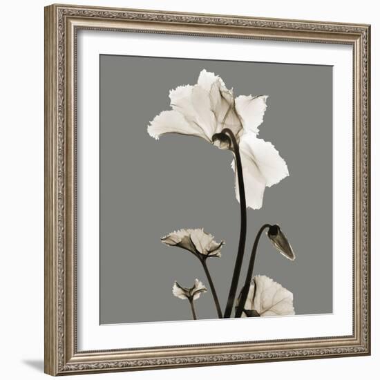 Gray Luster Cyclamen-Albert Koetsier-Framed Premium Giclee Print