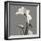 Gray Luster Cyclamen-Albert Koetsier-Framed Premium Giclee Print