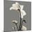 Gray Luster Cyclamen-Albert Koetsier-Mounted Art Print