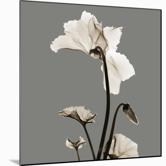 Gray Luster Cyclamen-Albert Koetsier-Mounted Art Print