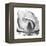 Gray Magnolia-Albert Koetsier-Framed Stretched Canvas