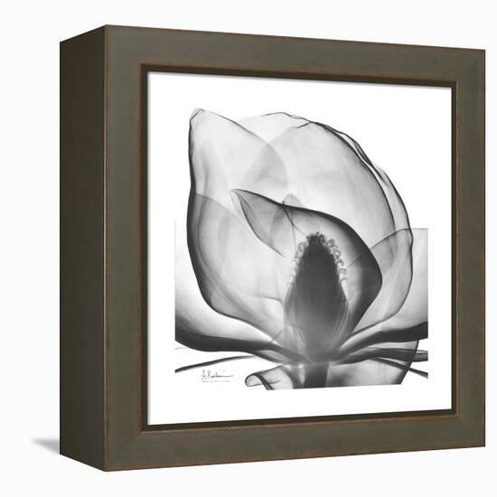 Gray Magnolia-Albert Koetsier-Framed Stretched Canvas