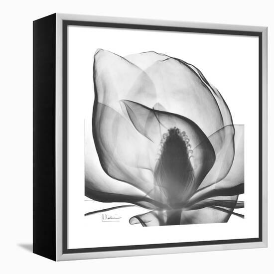 Gray Magnolia-Albert Koetsier-Framed Stretched Canvas