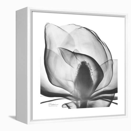 Gray Magnolia-Albert Koetsier-Framed Stretched Canvas