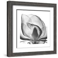 Gray Magnolia-Albert Koetsier-Framed Art Print