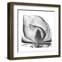 Gray Magnolia-Albert Koetsier-Framed Art Print