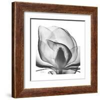 Gray Magnolia-Albert Koetsier-Framed Art Print