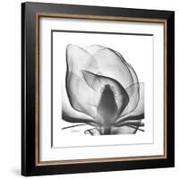 Gray Magnolia-Albert Koetsier-Framed Art Print