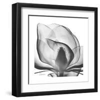 Gray Magnolia-Albert Koetsier-Framed Art Print