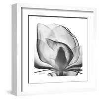 Gray Magnolia-Albert Koetsier-Framed Art Print