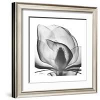 Gray Magnolia-Albert Koetsier-Framed Art Print