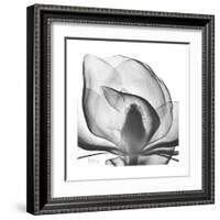 Gray Magnolia-Albert Koetsier-Framed Art Print