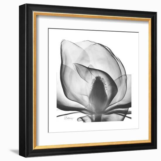 Gray Magnolia-Albert Koetsier-Framed Art Print