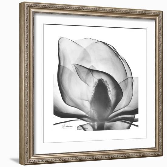 Gray Magnolia-Albert Koetsier-Framed Art Print
