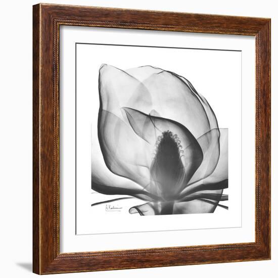 Gray Magnolia-Albert Koetsier-Framed Art Print