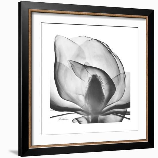 Gray Magnolia-Albert Koetsier-Framed Art Print