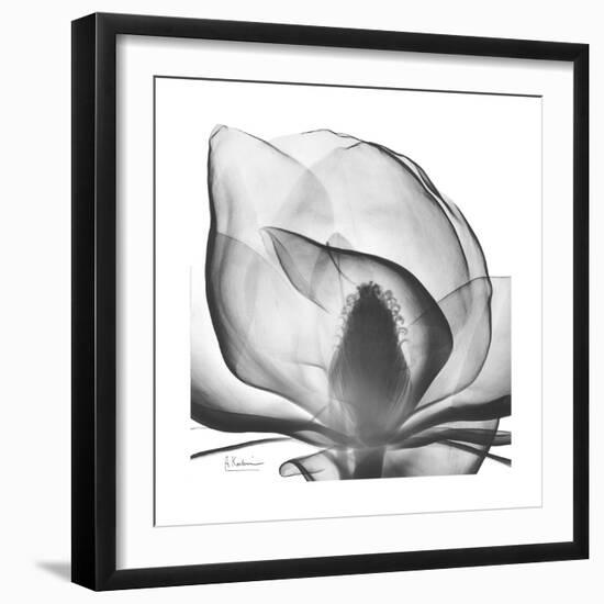 Gray Magnolia-Albert Koetsier-Framed Art Print