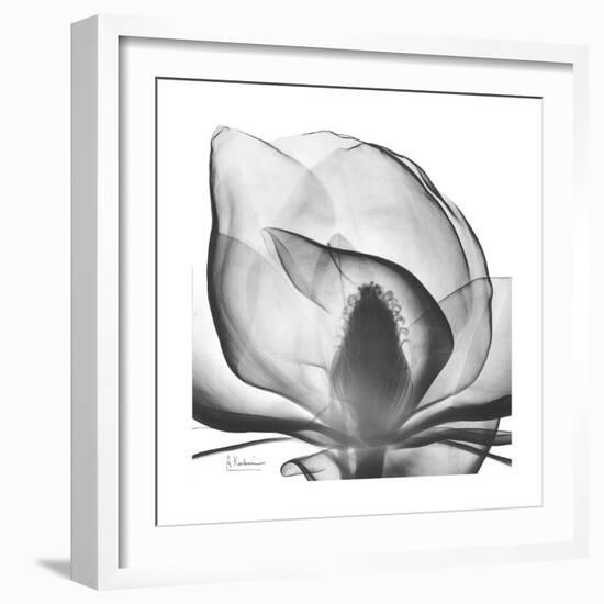 Gray Magnolia-Albert Koetsier-Framed Art Print