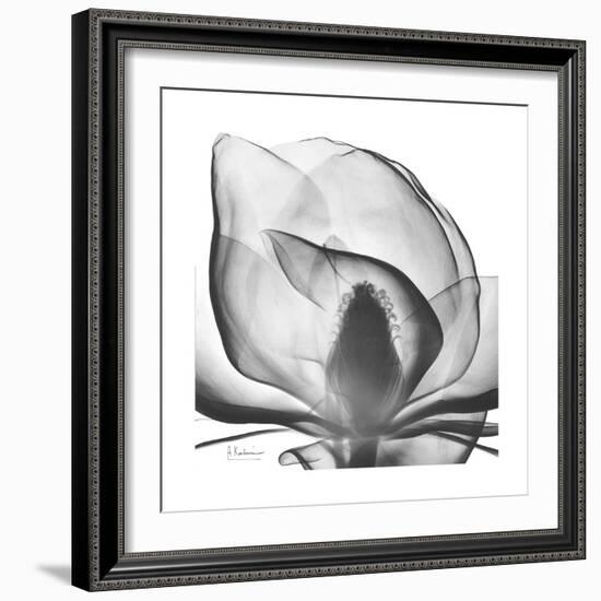 Gray Magnolia-Albert Koetsier-Framed Art Print