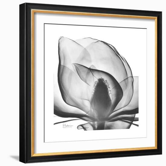 Gray Magnolia-Albert Koetsier-Framed Art Print