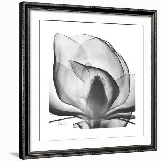 Gray Magnolia-Albert Koetsier-Framed Giclee Print