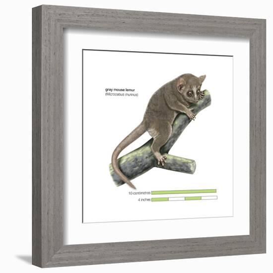 Gray Mouse Lemur (Microcebus Murinus), Mammals-Encyclopaedia Britannica-Framed Art Print