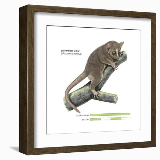 Gray Mouse Lemur (Microcebus Murinus), Mammals-Encyclopaedia Britannica-Framed Art Print