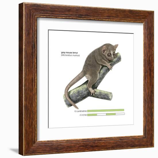 Gray Mouse Lemur (Microcebus Murinus), Mammals-Encyclopaedia Britannica-Framed Art Print