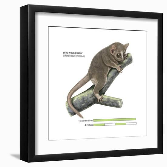 Gray Mouse Lemur (Microcebus Murinus), Mammals-Encyclopaedia Britannica-Framed Art Print