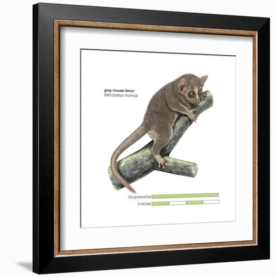 Gray Mouse Lemur (Microcebus Murinus), Mammals-Encyclopaedia Britannica-Framed Art Print