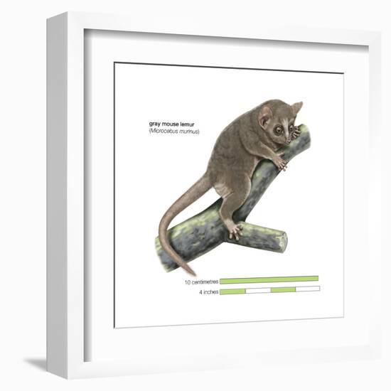 Gray Mouse Lemur (Microcebus Murinus), Mammals-Encyclopaedia Britannica-Framed Art Print