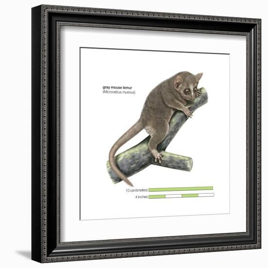 Gray Mouse Lemur (Microcebus Murinus), Mammals-Encyclopaedia Britannica-Framed Art Print