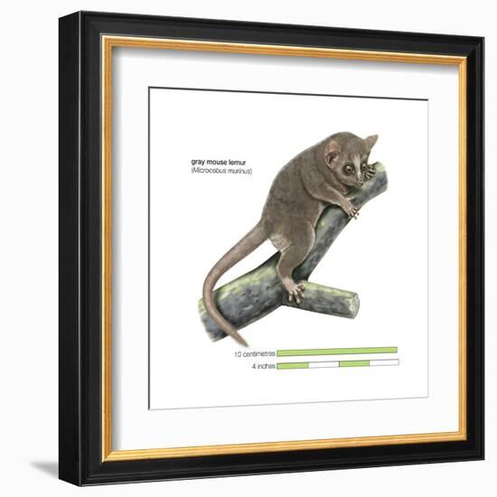 Gray Mouse Lemur (Microcebus Murinus), Mammals-Encyclopaedia Britannica-Framed Art Print