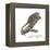 Gray Mouse Lemur (Microcebus Murinus), Mammals-Encyclopaedia Britannica-Framed Stretched Canvas