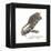 Gray Mouse Lemur (Microcebus Murinus), Mammals-Encyclopaedia Britannica-Framed Stretched Canvas