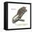 Gray Mouse Lemur (Microcebus Murinus), Mammals-Encyclopaedia Britannica-Framed Stretched Canvas