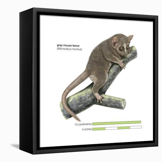 Gray Mouse Lemur (Microcebus Murinus), Mammals-Encyclopaedia Britannica-Framed Stretched Canvas