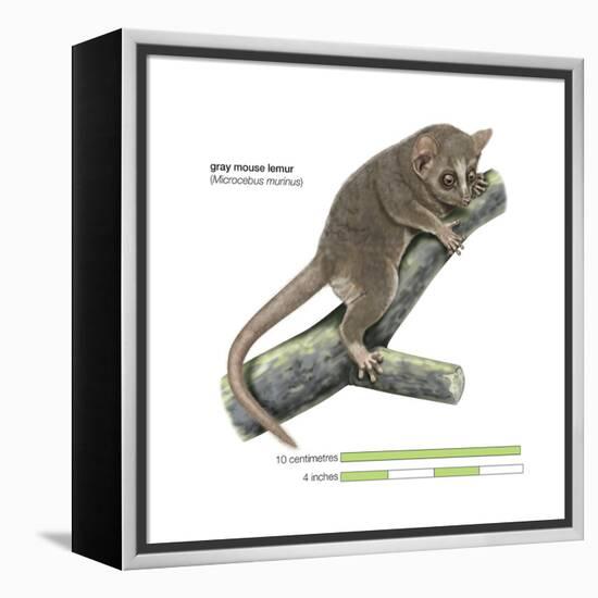 Gray Mouse Lemur (Microcebus Murinus), Mammals-Encyclopaedia Britannica-Framed Stretched Canvas