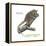 Gray Mouse Lemur (Microcebus Murinus), Mammals-Encyclopaedia Britannica-Framed Stretched Canvas