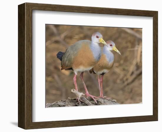 Gray-necked Wood-rail, Belize river near Bermudian Landing.-William Sutton-Framed Photographic Print