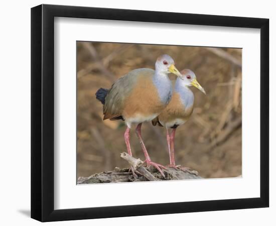 Gray-necked Wood-rail, Belize river near Bermudian Landing.-William Sutton-Framed Photographic Print