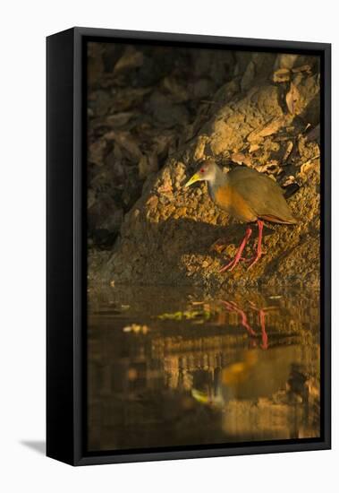 Gray-Necked Wood Rail-Joe McDonald-Framed Premier Image Canvas