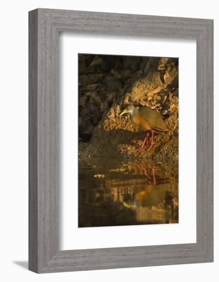 Gray-Necked Wood Rail-Joe McDonald-Framed Photographic Print