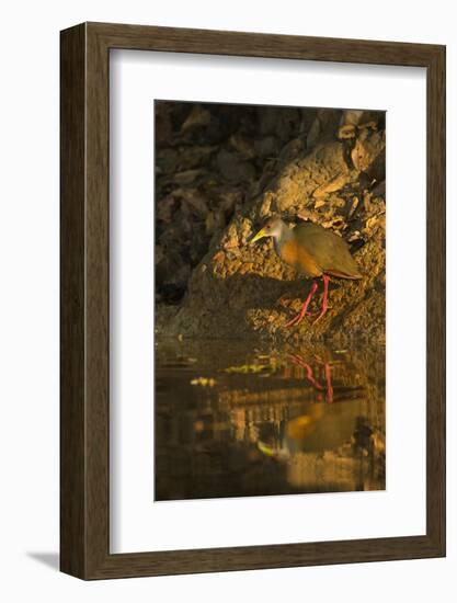 Gray-Necked Wood Rail-Joe McDonald-Framed Photographic Print