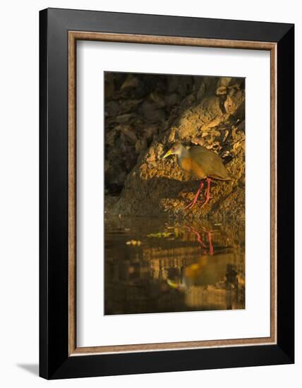 Gray-Necked Wood Rail-Joe McDonald-Framed Photographic Print