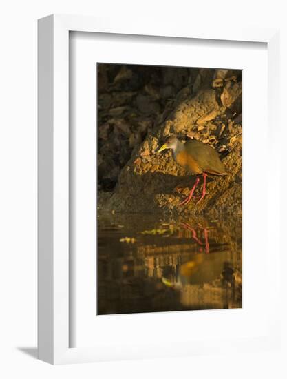 Gray-Necked Wood Rail-Joe McDonald-Framed Photographic Print