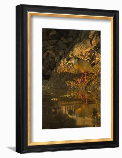 Gray-Necked Wood Rail-Joe McDonald-Framed Photographic Print