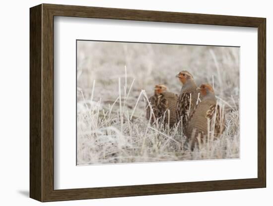 Gray partridge covey-Ken Archer-Framed Photographic Print