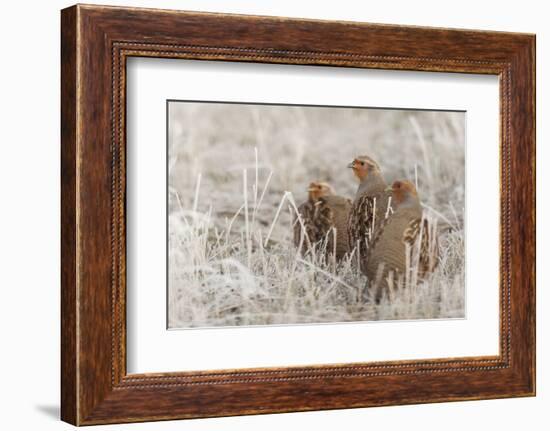 Gray partridge covey-Ken Archer-Framed Photographic Print