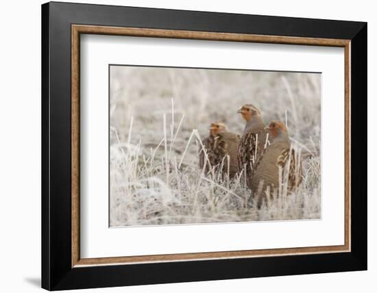Gray partridge covey-Ken Archer-Framed Photographic Print